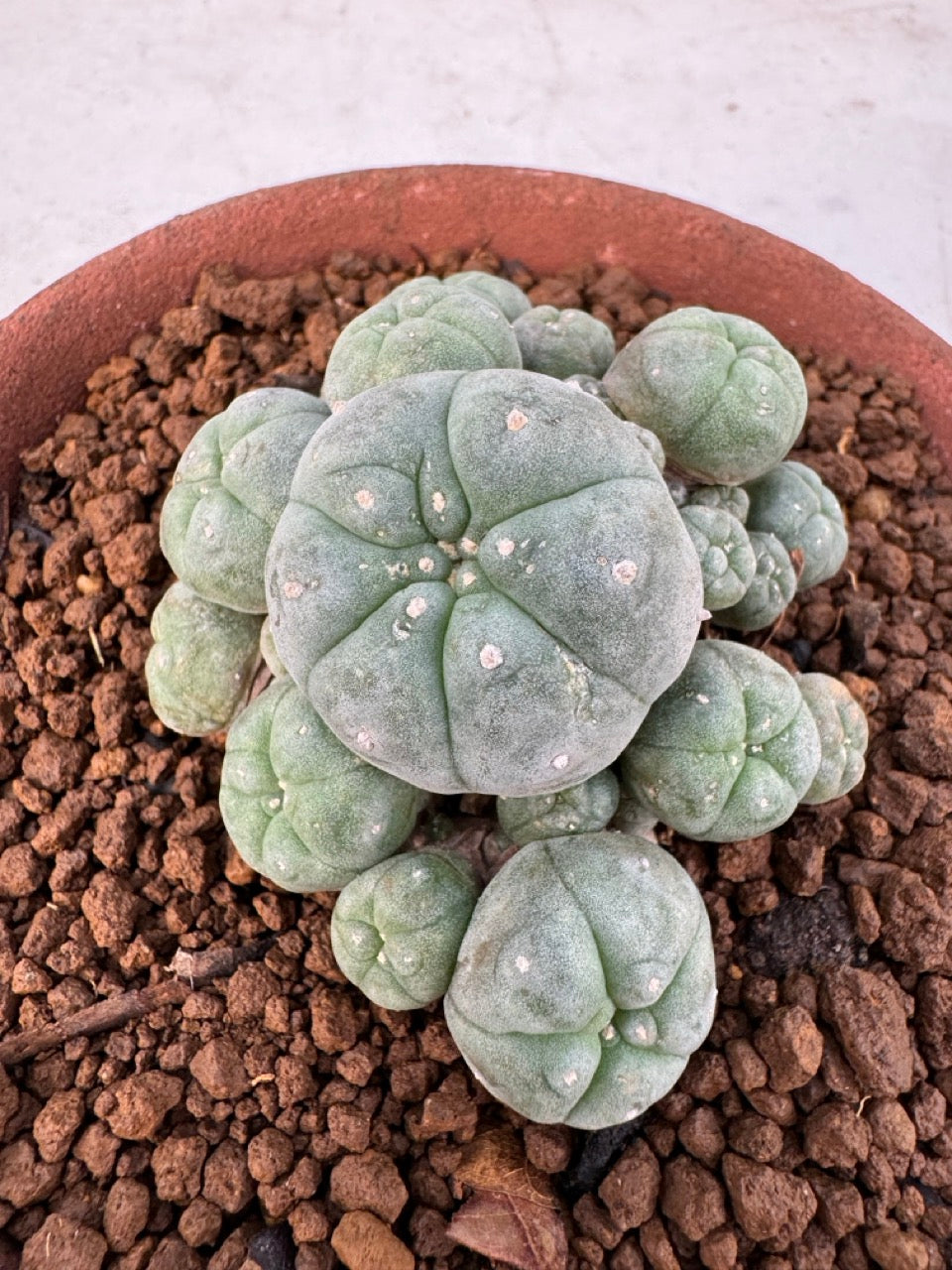 Lophophora williamsii – Peyote Cactus (6–7 cm, Own Root)