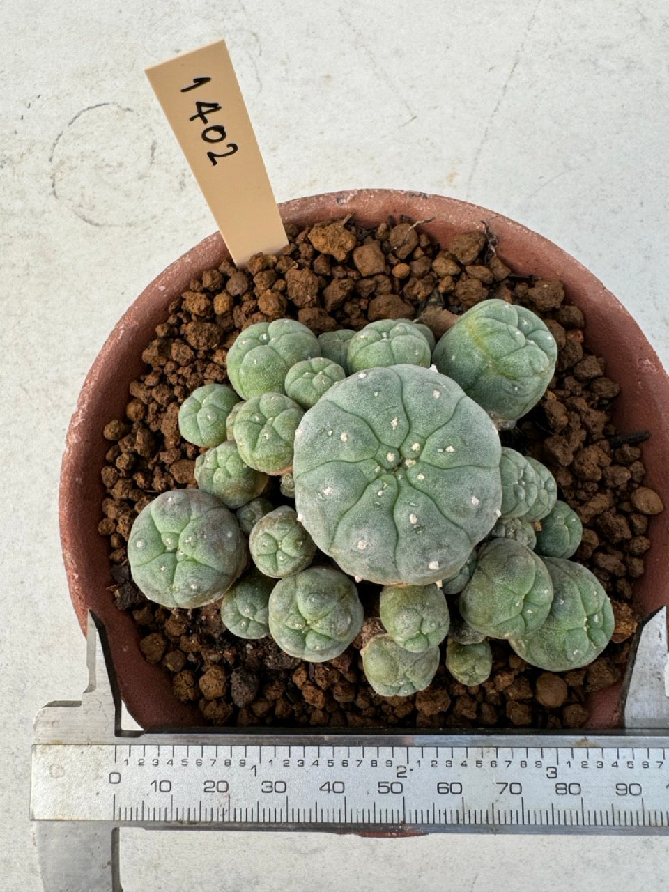 Lophophora williamsii – Peyote Cactus (6–7 cm, Own Root)