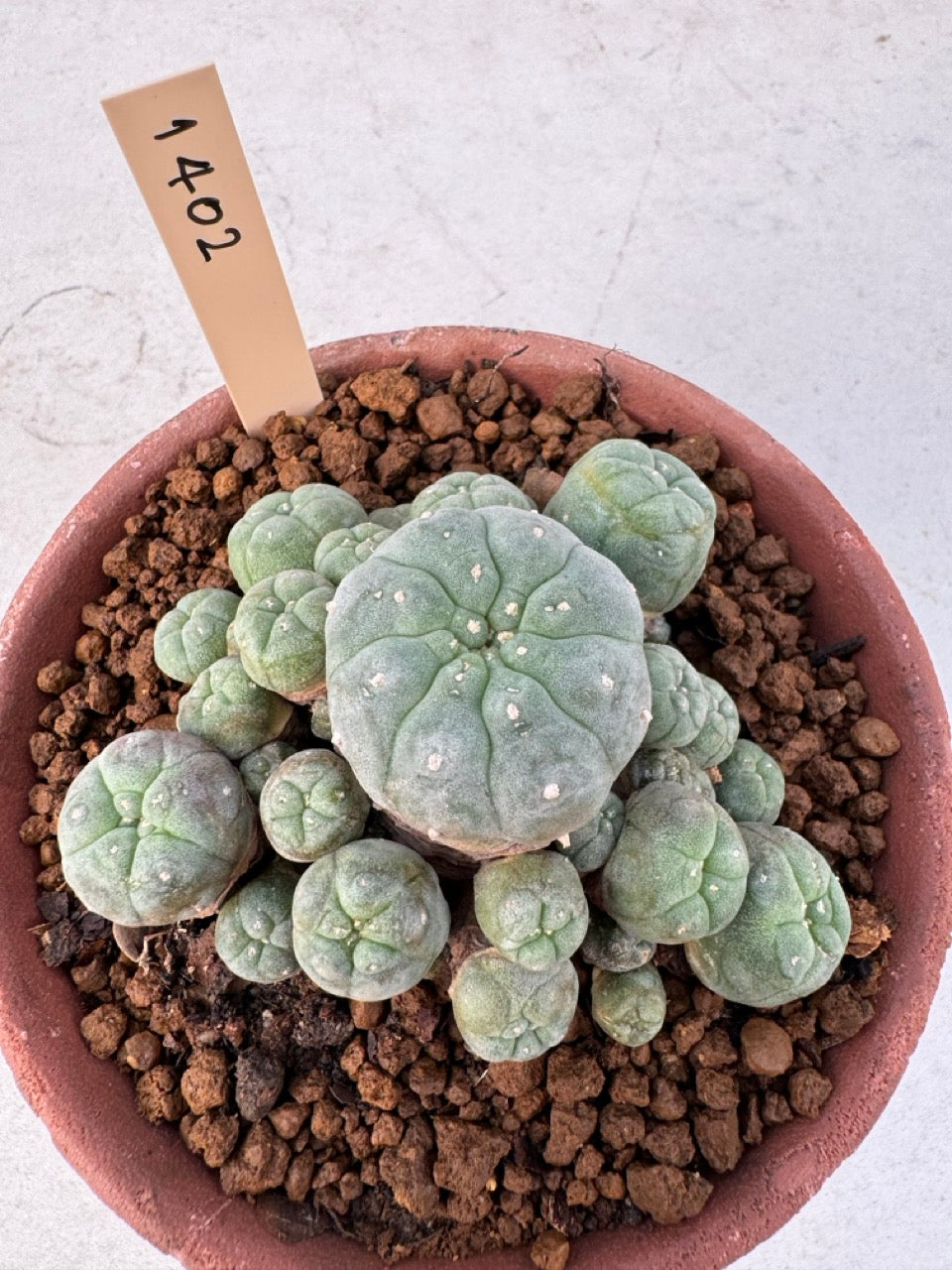 Lophophora williamsii – Peyote Cactus (6–7 cm, Own Root)