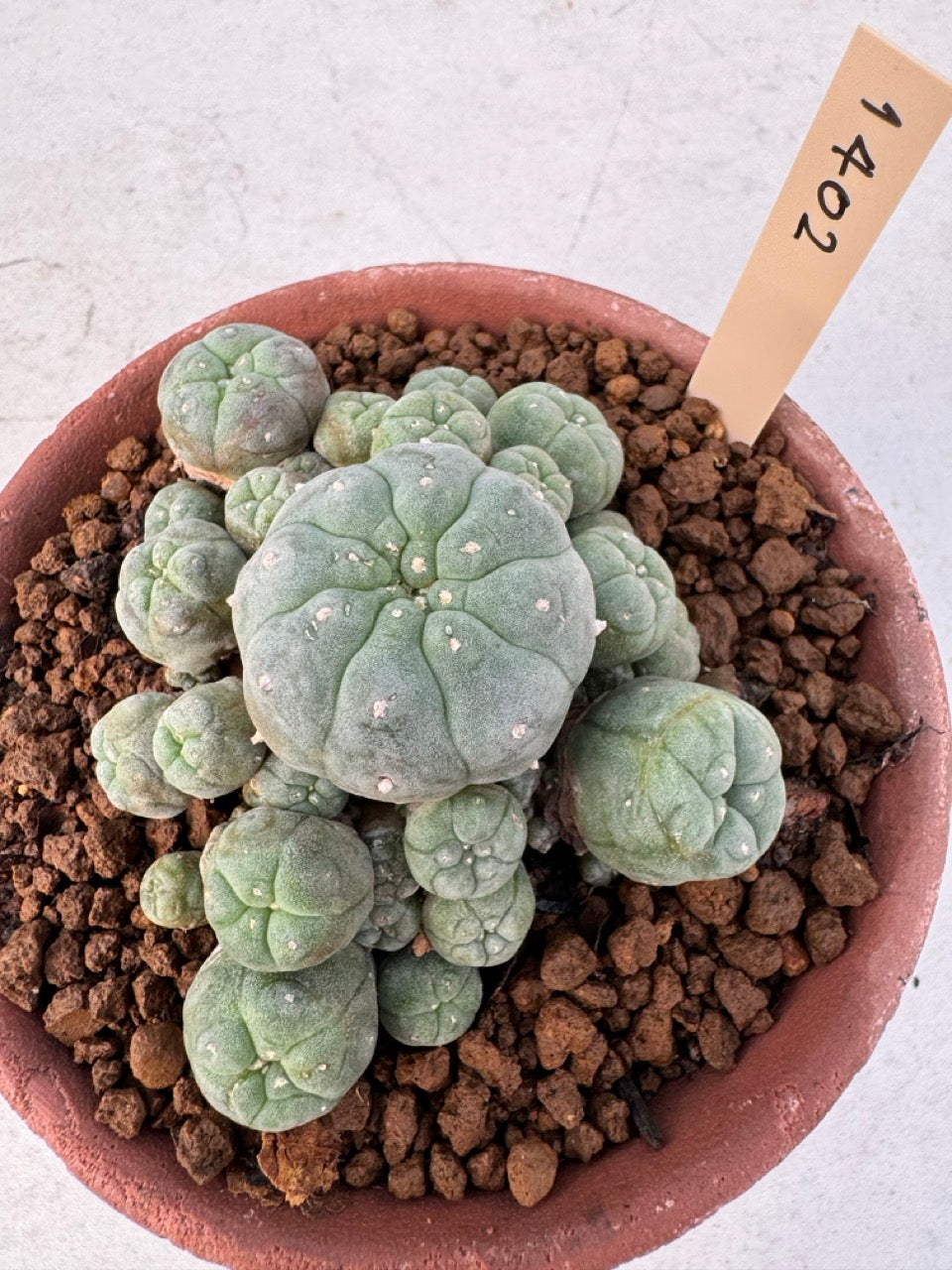 Lophophora williamsii – Peyote Cactus (6–7 cm, Own Root)