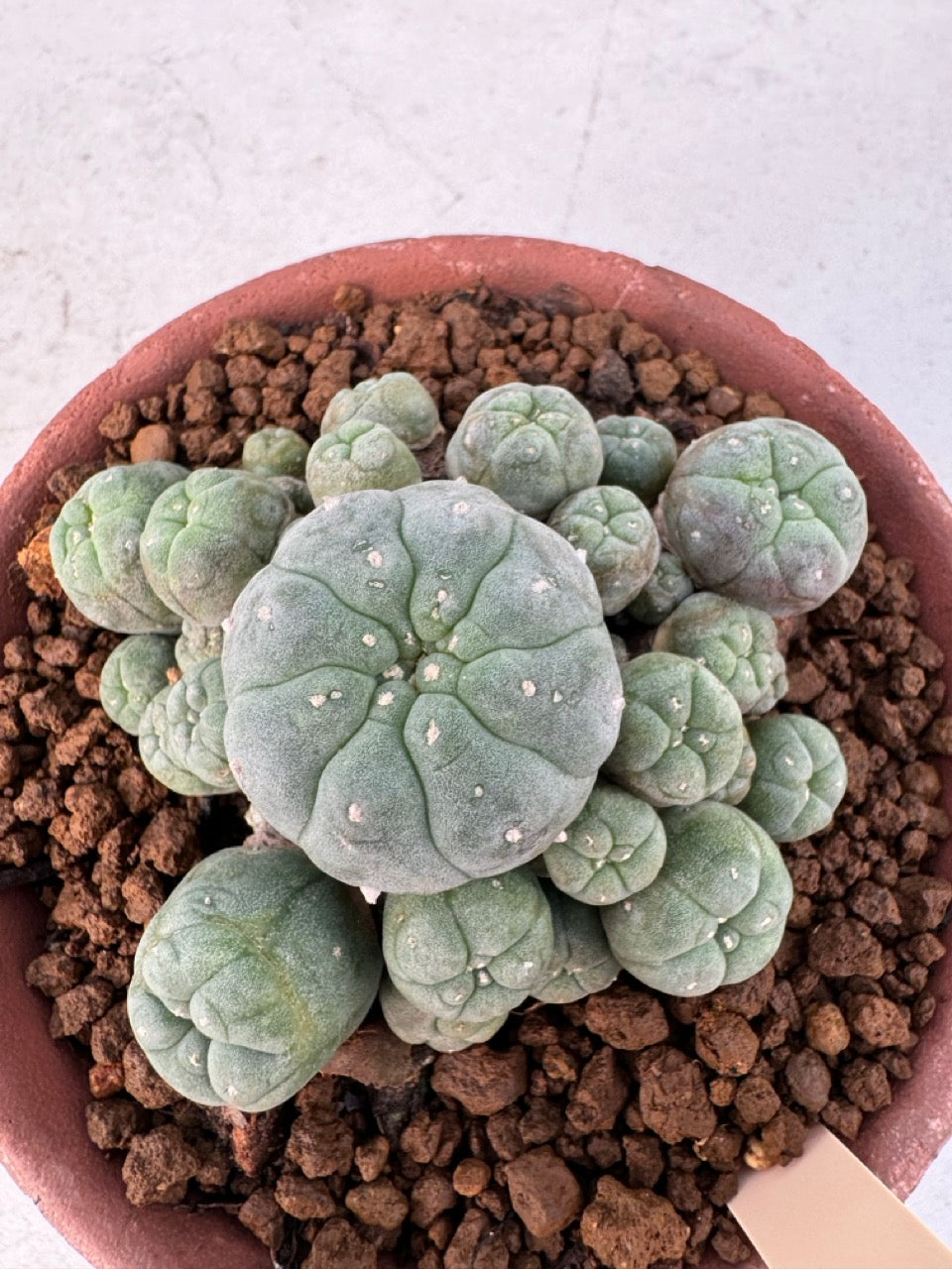 Lophophora williamsii – Peyote Cactus (6–7 cm, Own Root)