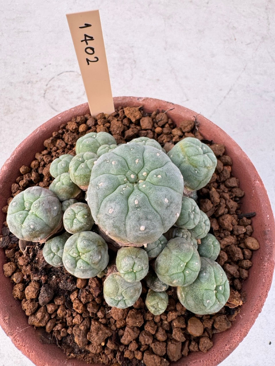 Lophophora williamsii – Peyote Cactus (6–7 cm, Own Root)