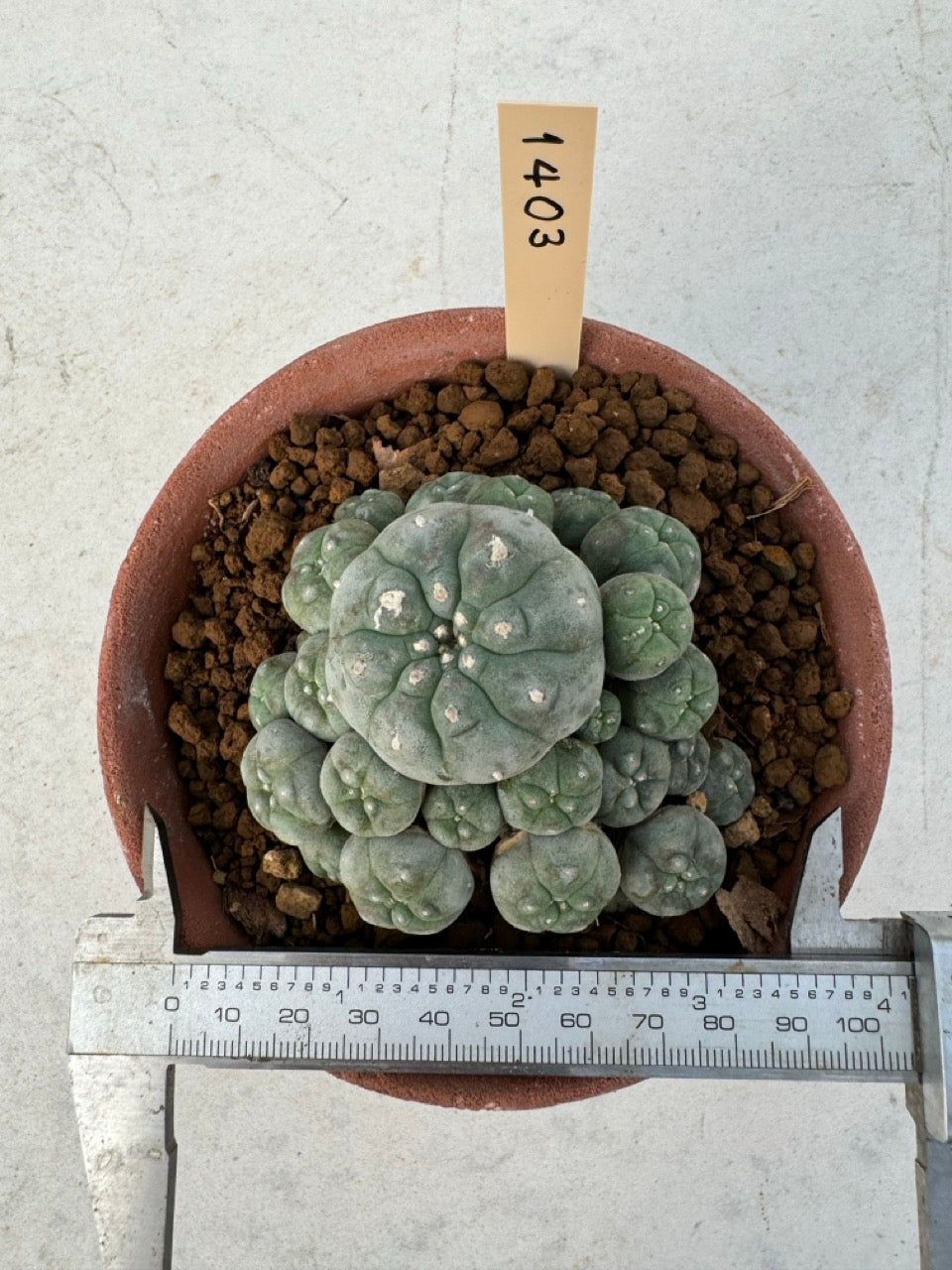 Lophophora williamsii – Peyote Cactus (6–7 cm, Own Root)