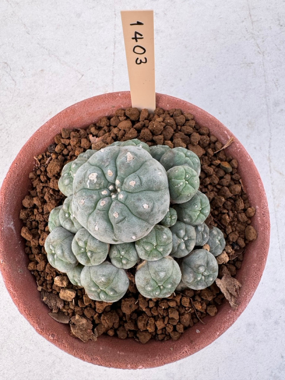 Lophophora williamsii – Peyote Cactus (6–7 cm, Own Root)