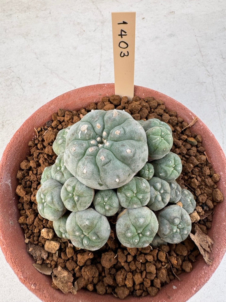 Lophophora williamsii – Peyote Cactus (6–7 cm, Own Root)