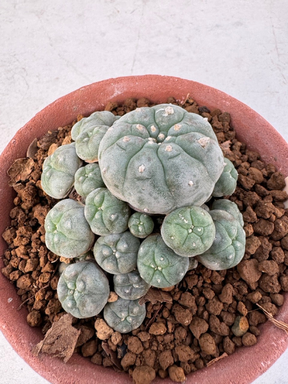 Lophophora williamsii – Peyote Cactus (6–7 cm, Own Root)