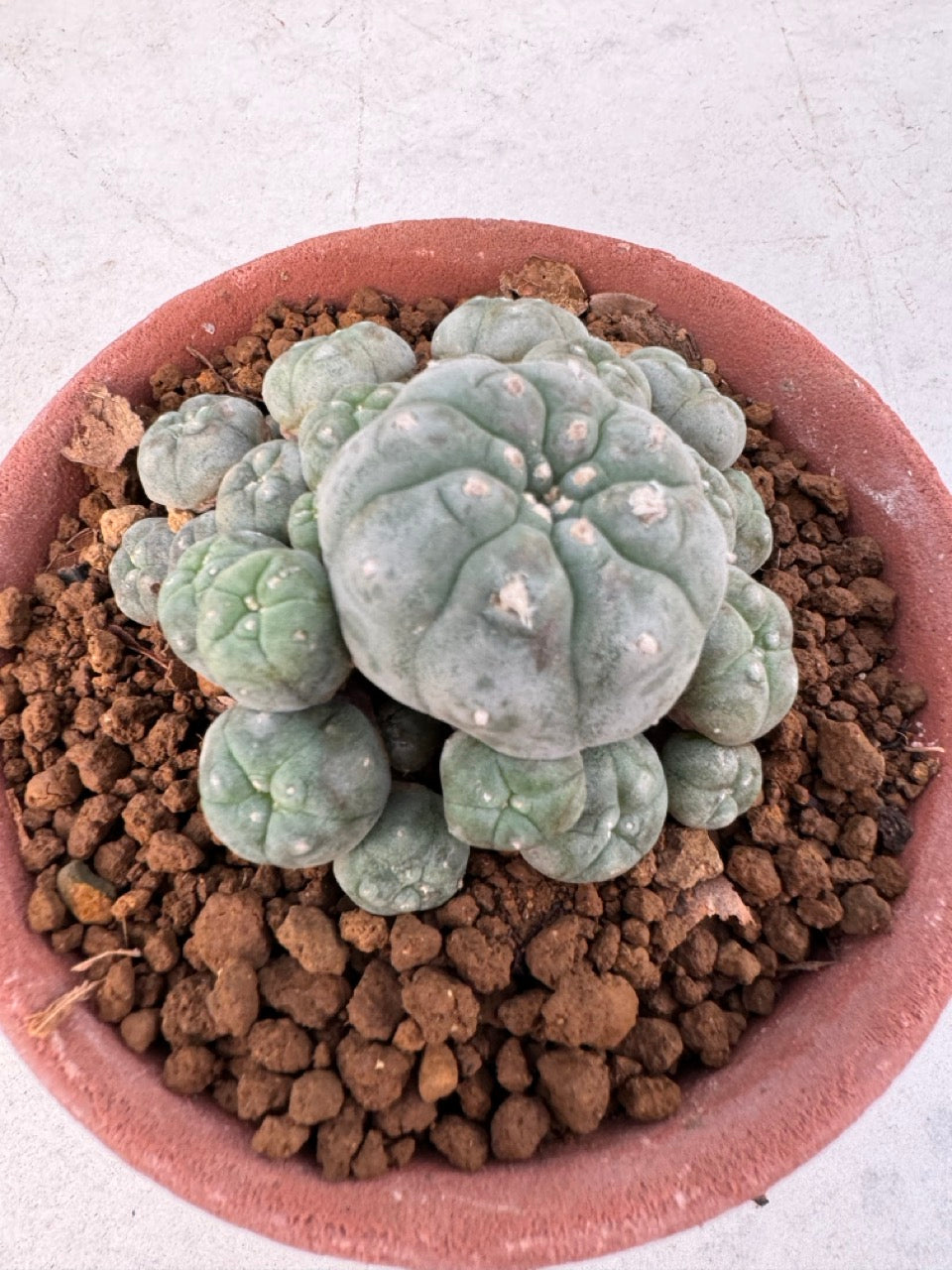 Lophophora williamsii – Peyote Cactus (6–7 cm, Own Root)