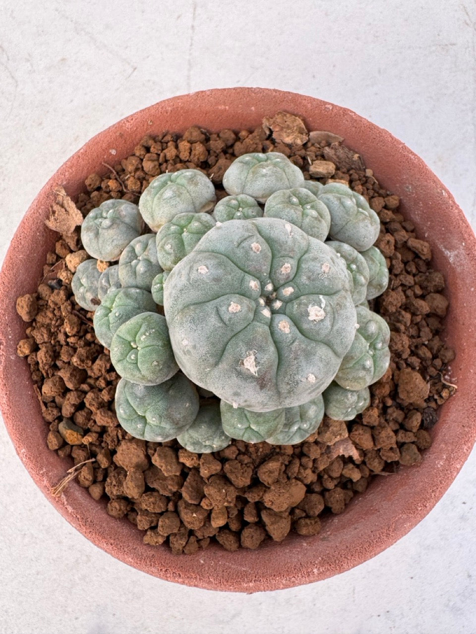 Lophophora williamsii – Peyote Cactus (6–7 cm, Own Root)