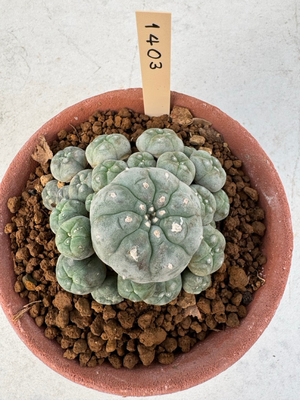 Lophophora williamsii – Peyote Cactus (6–7 cm, Own Root)