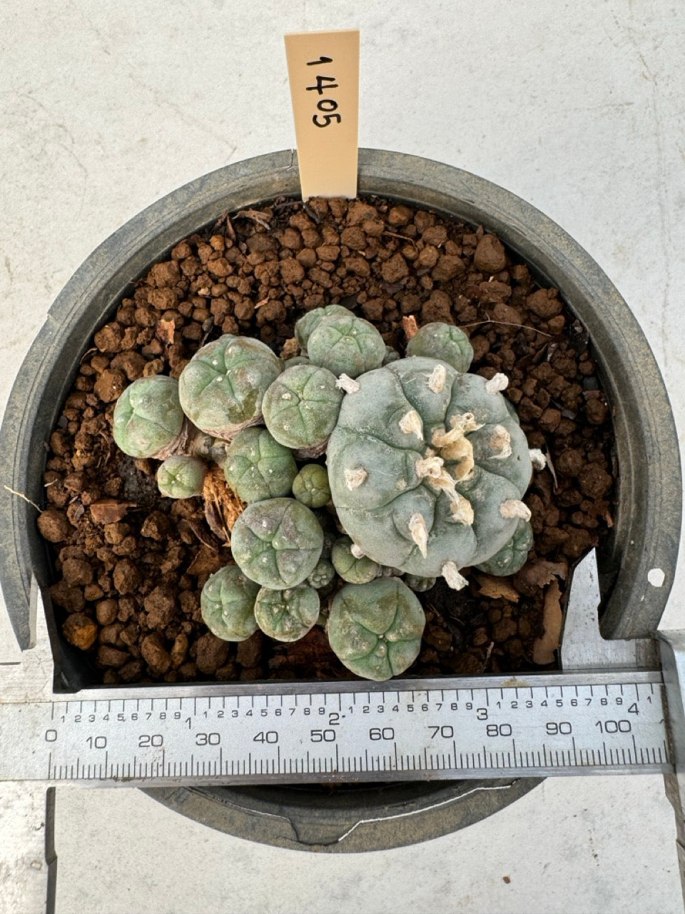 Lophophora williamsii – Peyote Cactus (6–7 cm, Own Root)