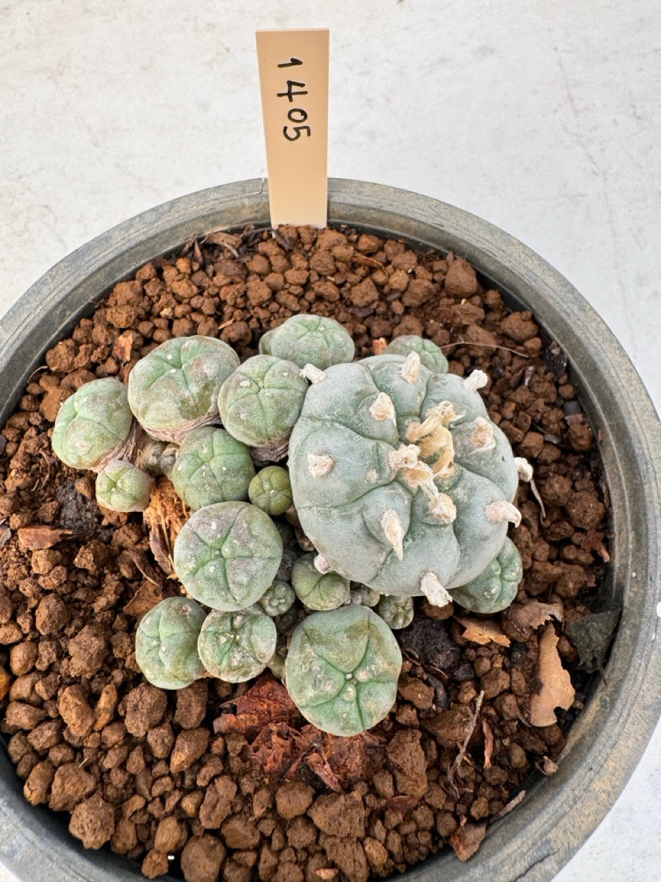 Lophophora williamsii – Peyote Cactus (6–7 cm, Own Root)