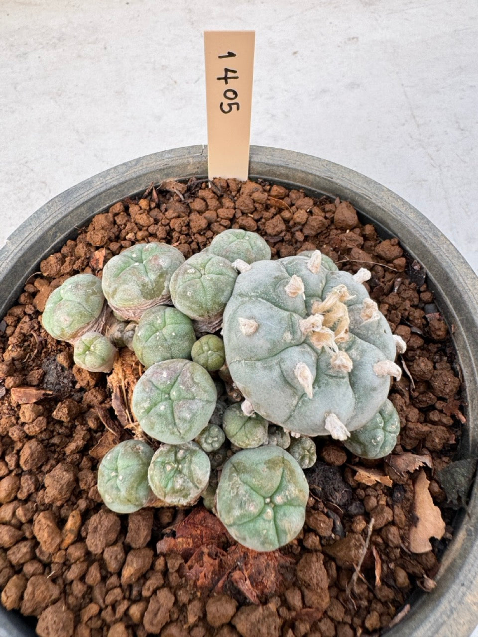 Lophophora williamsii – Peyote Cactus (6–7 cm, Own Root)