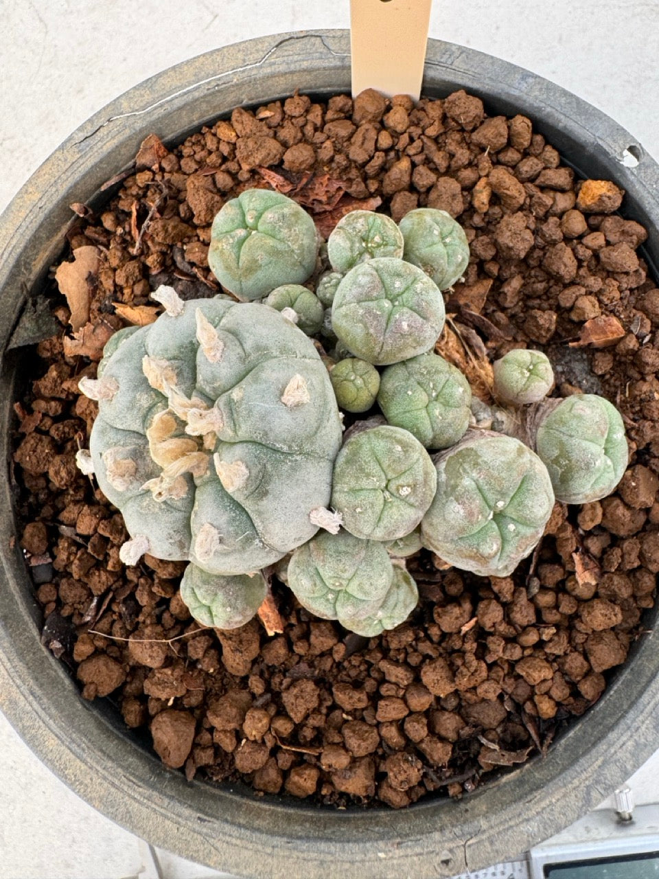 Lophophora williamsii – Peyote Cactus (6–7 cm, Own Root)