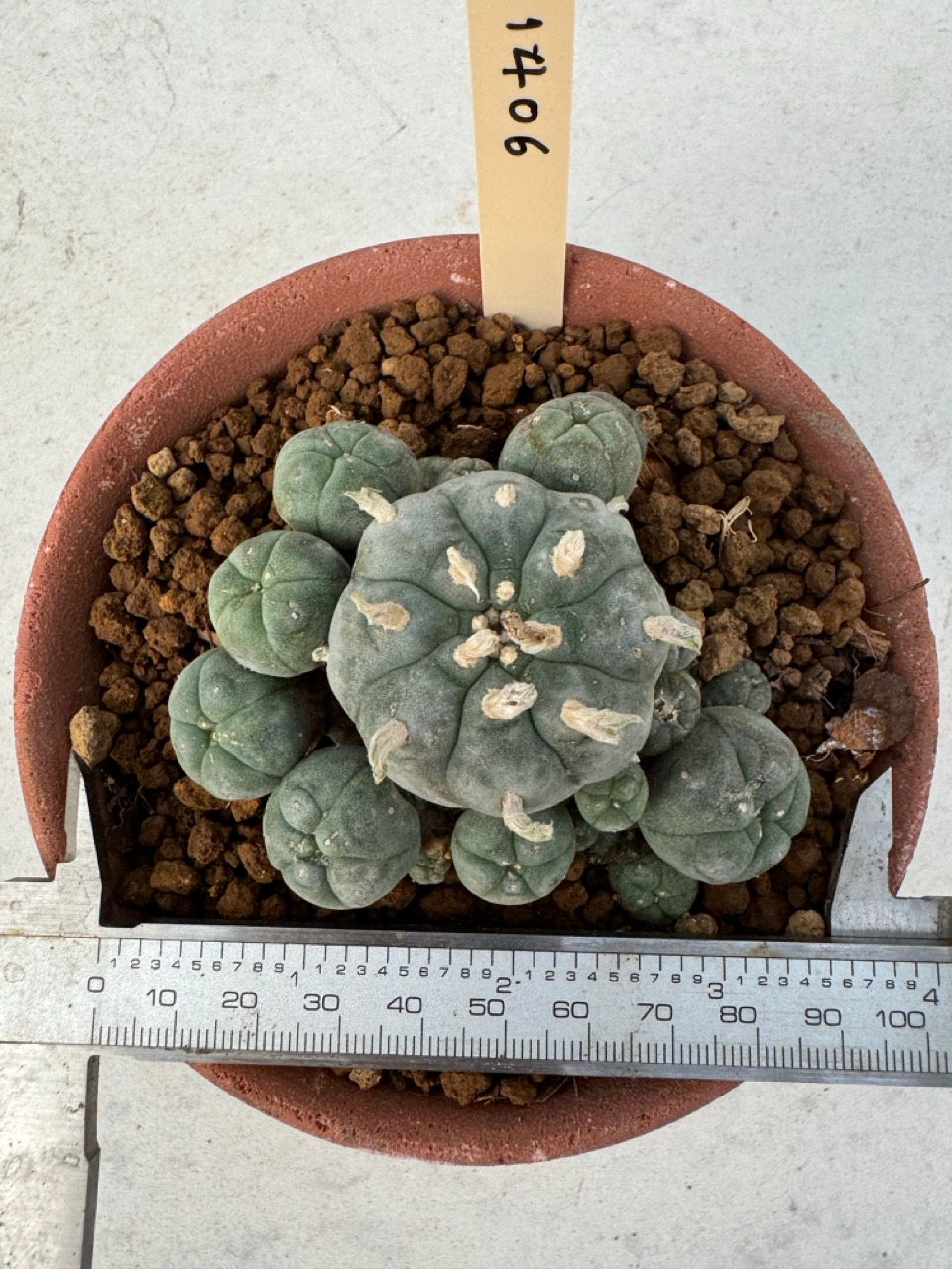 Lophophora williamsii – Peyote Cactus (6–7 cm, Own Root)