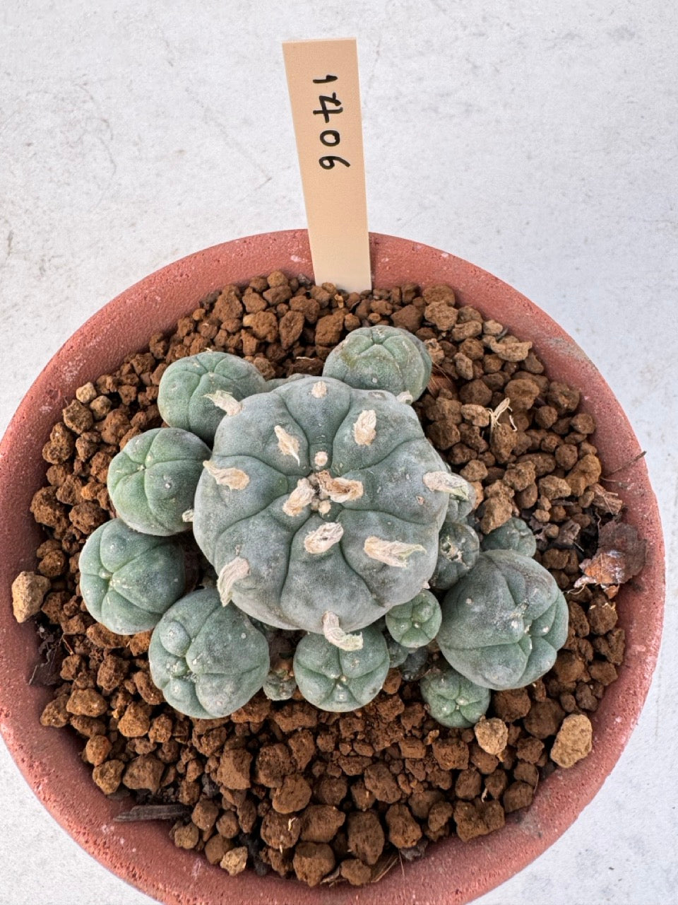 Lophophora williamsii – Peyote Cactus (6–7 cm, Own Root)