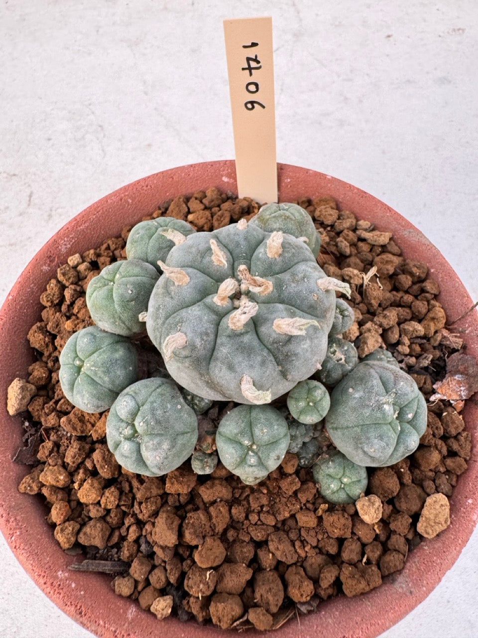 Lophophora williamsii – Peyote Cactus (6–7 cm, Own Root)