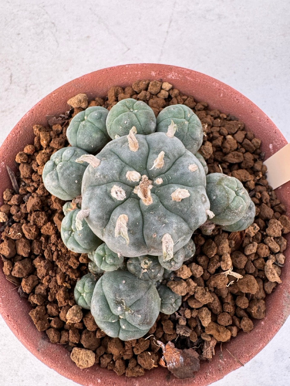 Lophophora williamsii – Peyote Cactus (6–7 cm, Own Root)