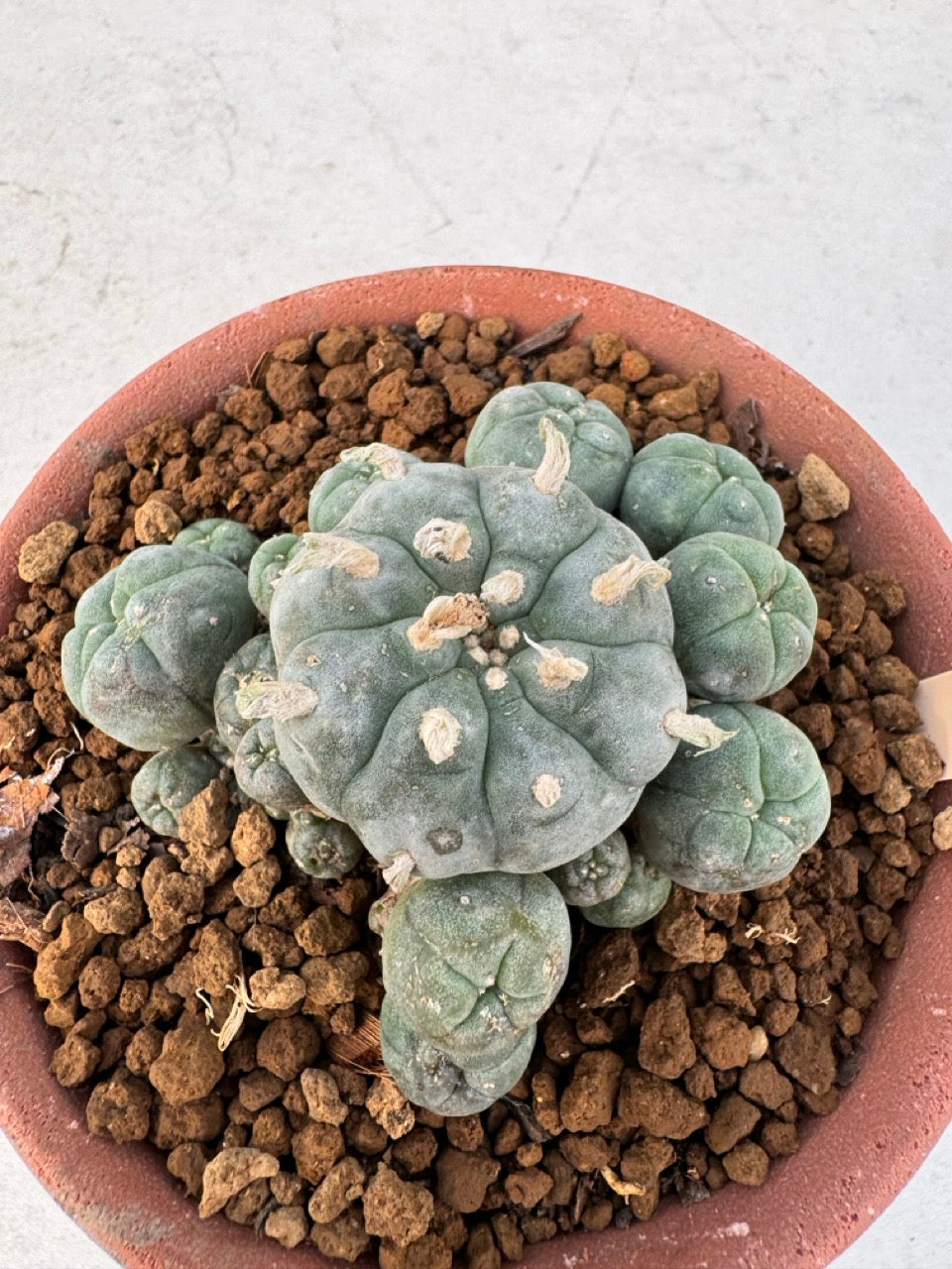 Lophophora williamsii – Peyote Cactus (6–7 cm, Own Root)