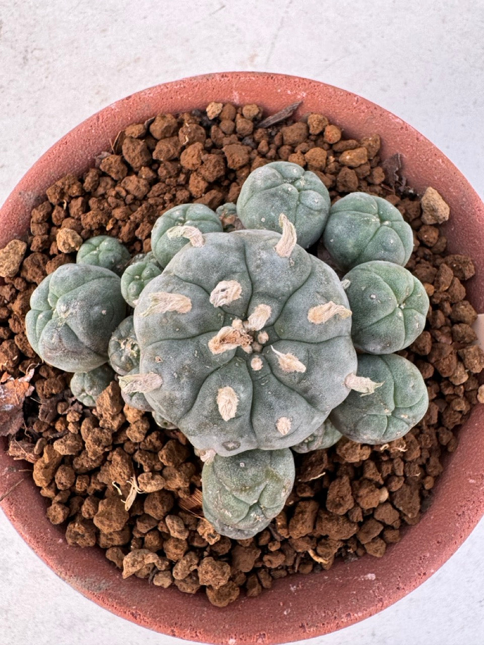 Lophophora williamsii – Peyote Cactus (6–7 cm, Own Root)
