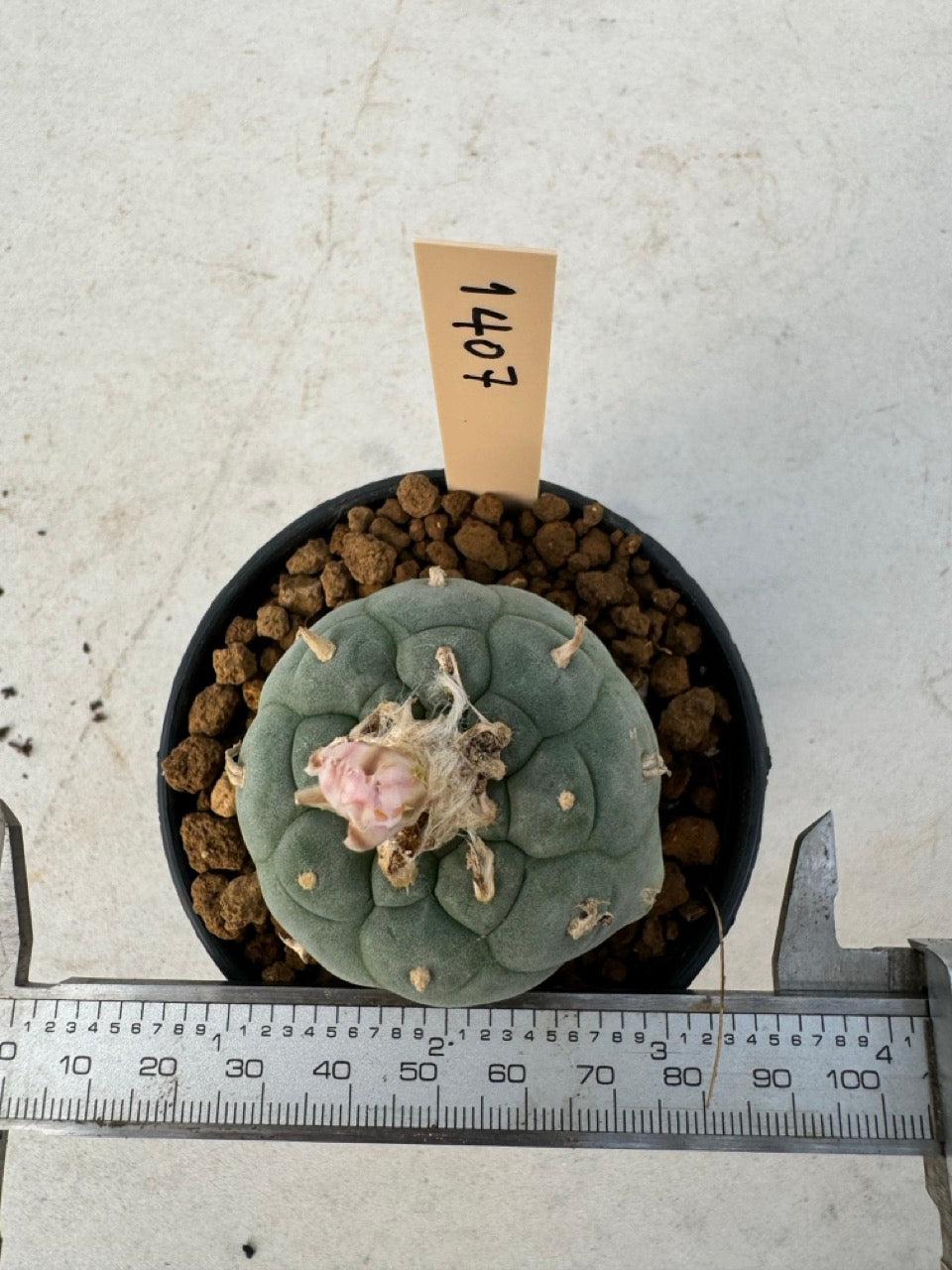 Lophophora williamsii – Peyote Cactus (6–7 cm, Own Root)