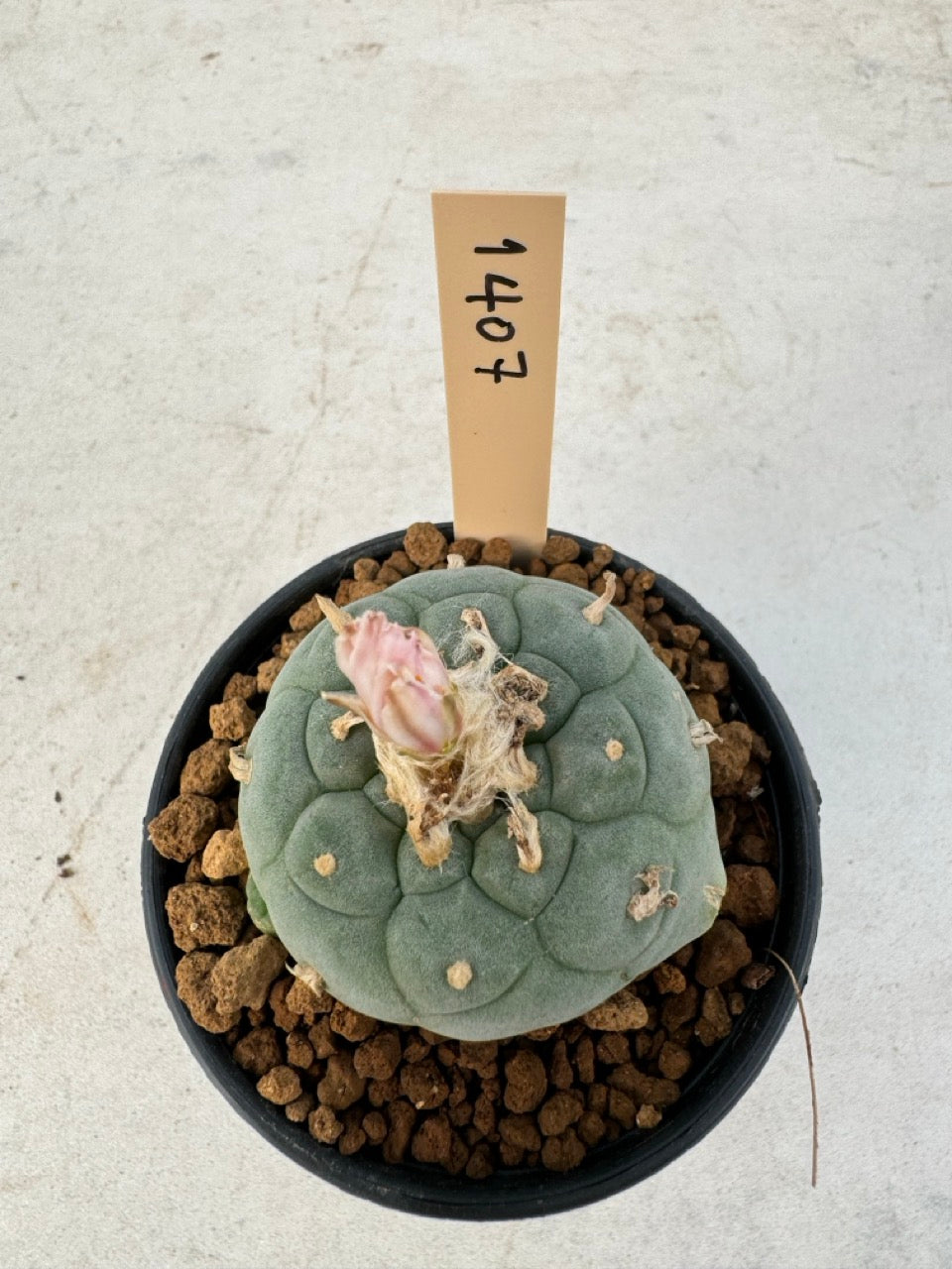 Lophophora williamsii – Peyote Cactus (6–7 cm, Own Root)