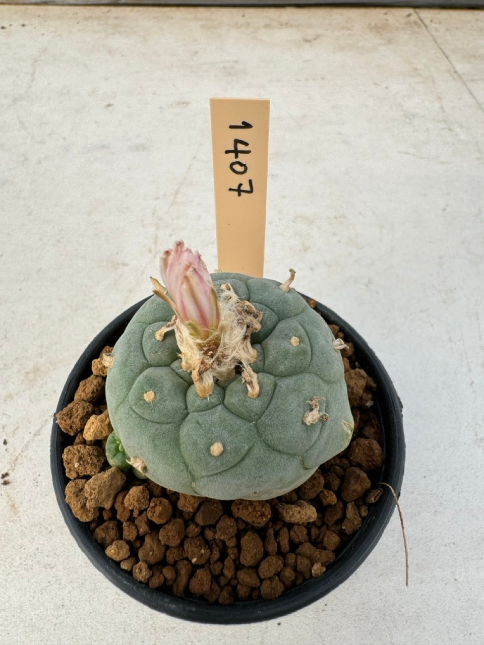 Lophophora williamsii – Peyote Cactus (6–7 cm, Own Root)