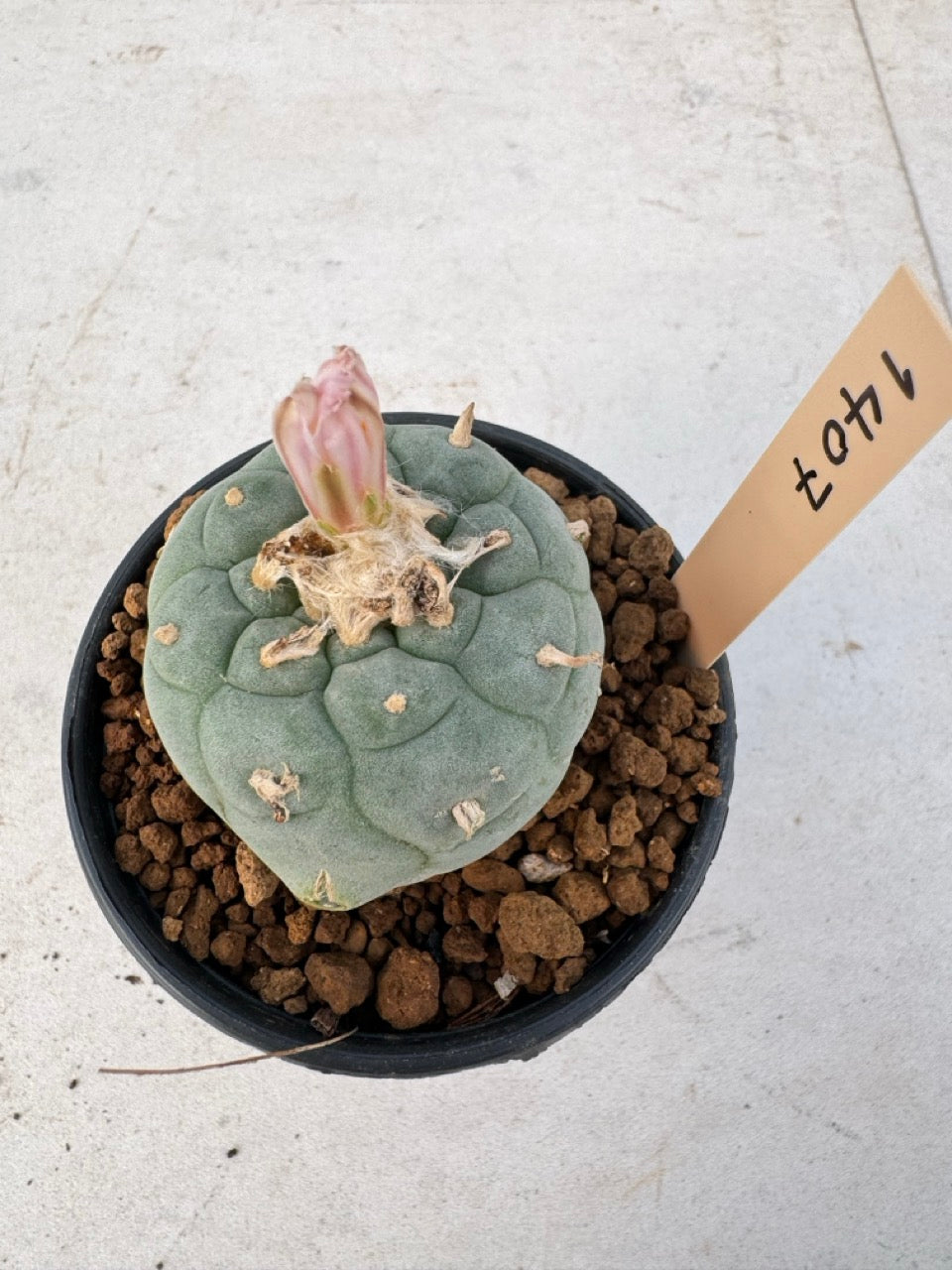 Lophophora williamsii – Peyote Cactus (6–7 cm, Own Root)