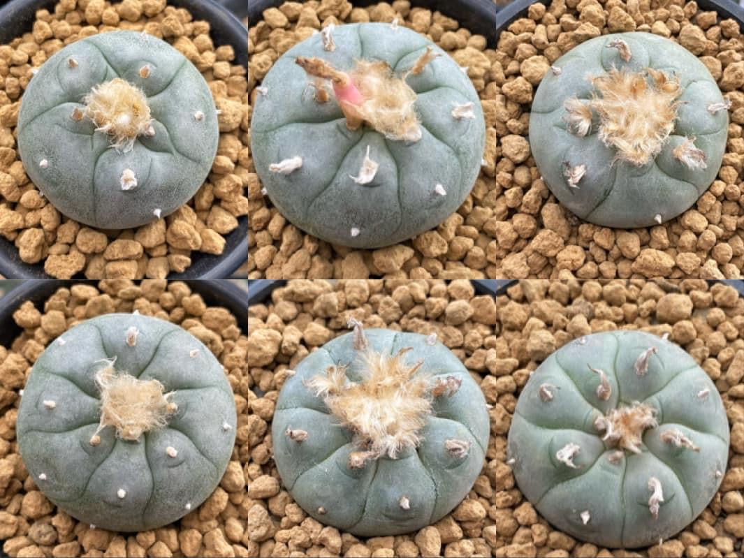 6 x Lophophora williamsii  size 5-6 cm own root