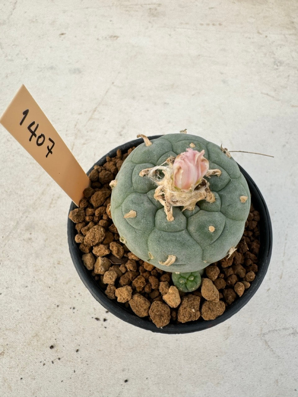 Lophophora williamsii – Peyote Cactus (6–7 cm, Own Root)