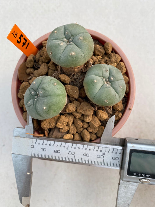 Lophophora williamsii size 5-6 cm ownroot #lophophorawilliamsii