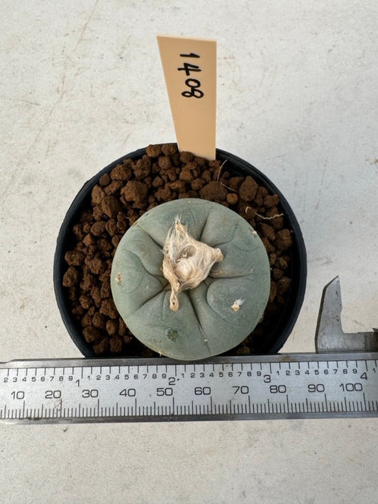 Lophophora williamsii – Peyote Cactus (6–7 cm, Own Root)