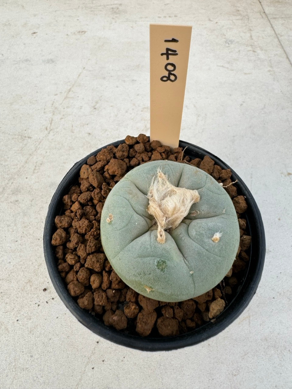 Lophophora williamsii – Peyote Cactus (6–7 cm, Own Root)