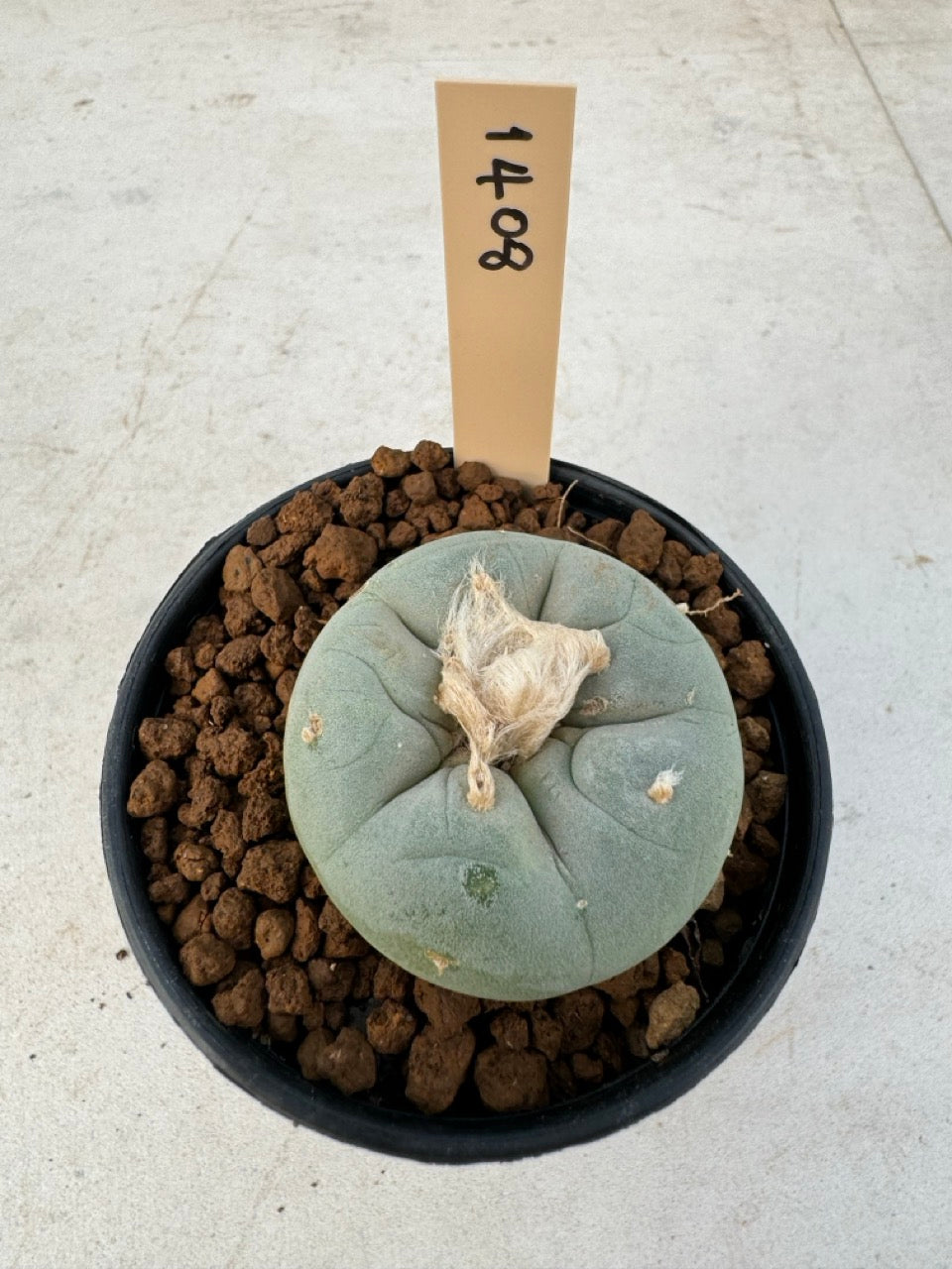 Lophophora williamsii – Peyote Cactus (6–7 cm, Own Root)