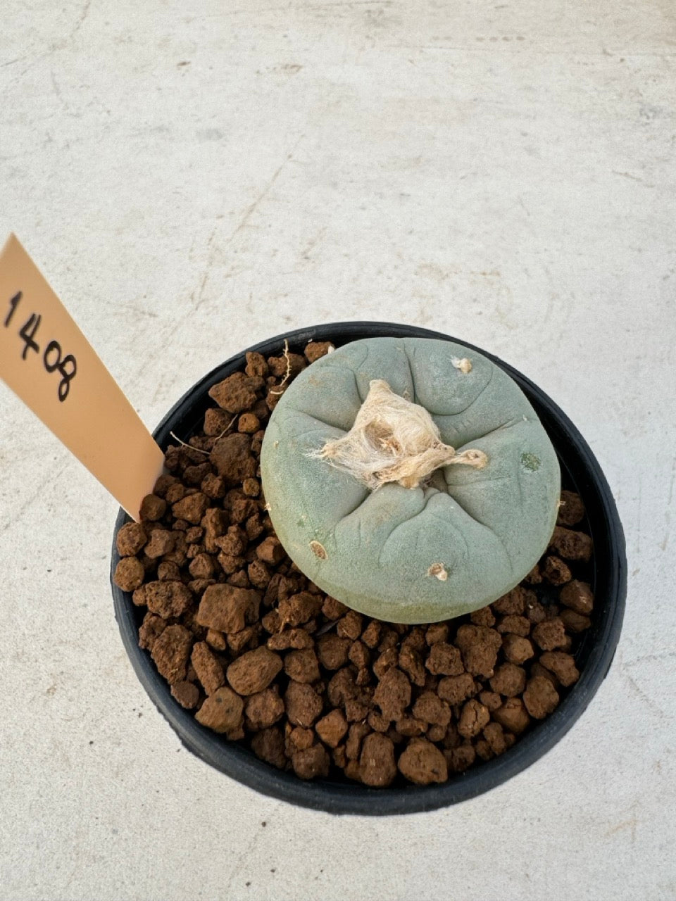 Lophophora williamsii – Peyote Cactus (6–7 cm, Own Root)