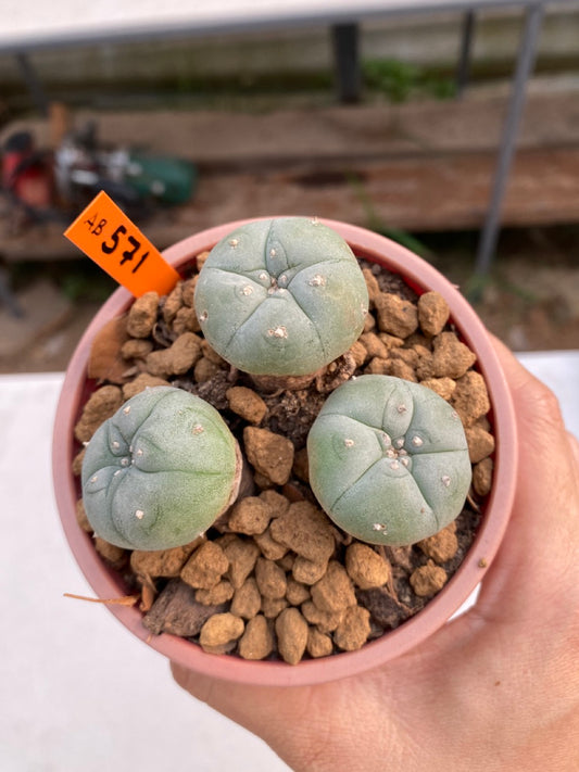 Lophophora williamsii size 5-6 cm ownroot #lophophorawilliamsii