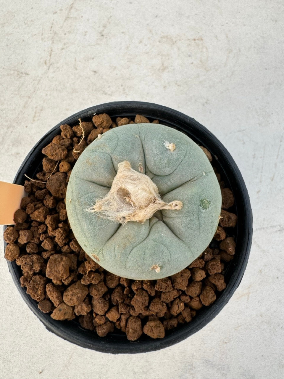 Lophophora williamsii – Peyote Cactus (6–7 cm, Own Root)