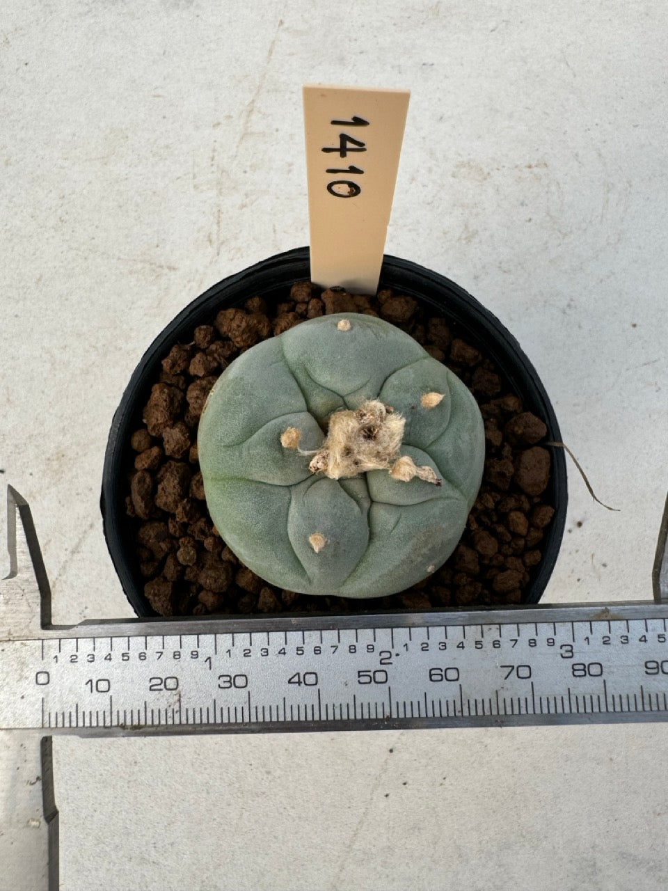 Lophophora williamsii – Peyote Cactus (6–7 cm, Own Root)