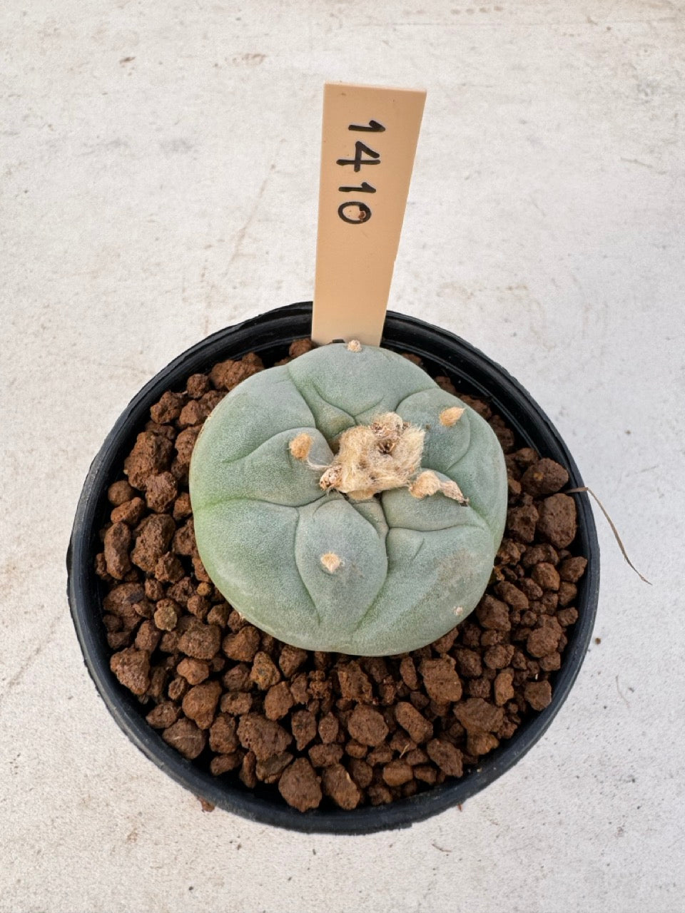Lophophora williamsii – Peyote Cactus (6–7 cm, Own Root)