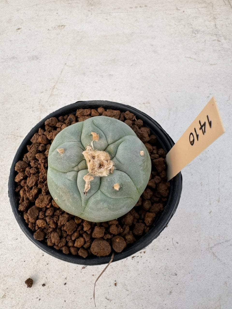 Lophophora williamsii – Peyote Cactus (6–7 cm, Own Root)