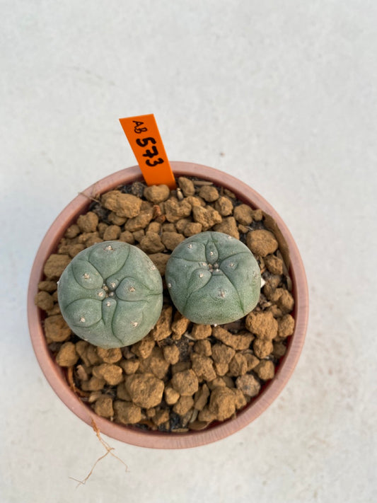 Lophophora williamsii size 5-6 cm ownroot #lophophorawilliamsii