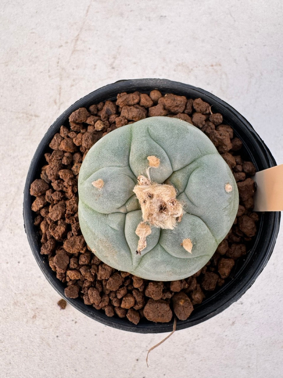 Lophophora williamsii – Peyote Cactus (6–7 cm, Own Root)