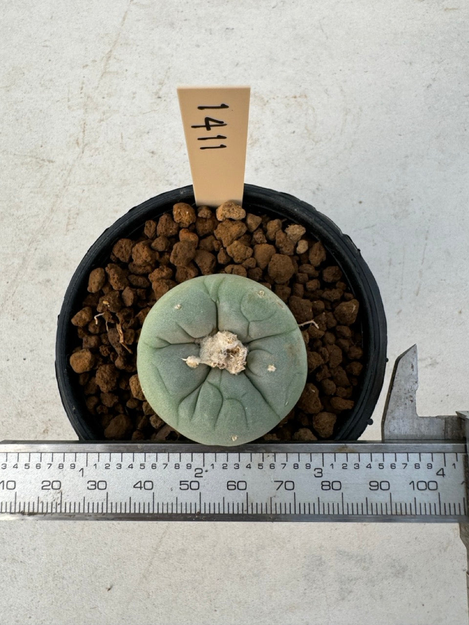Lophophora williamsii – Peyote Cactus (6–7 cm, Own Root)