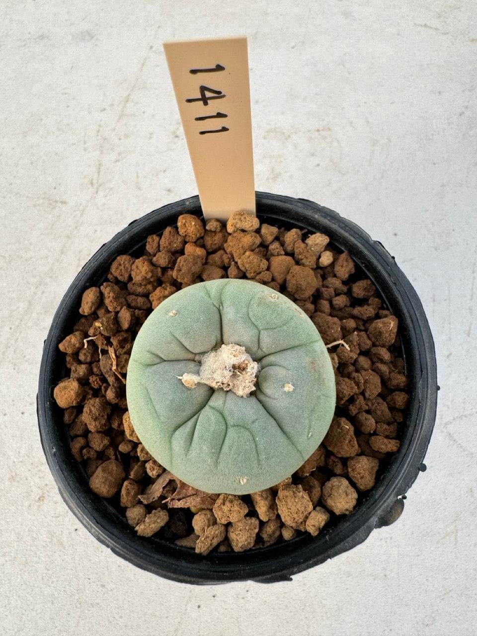 Lophophora williamsii – Peyote Cactus (6–7 cm, Own Root)