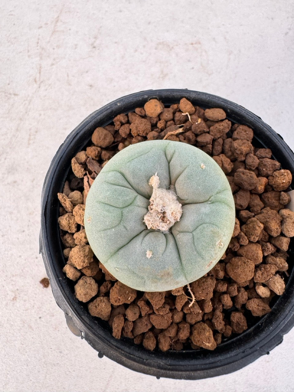 Lophophora williamsii – Peyote Cactus (6–7 cm, Own Root)