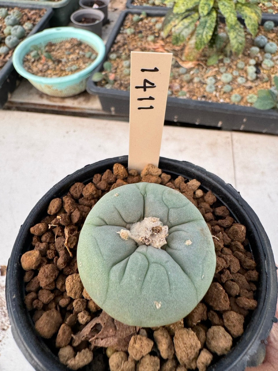 Lophophora williamsii – Peyote Cactus (6–7 cm, Own Root)