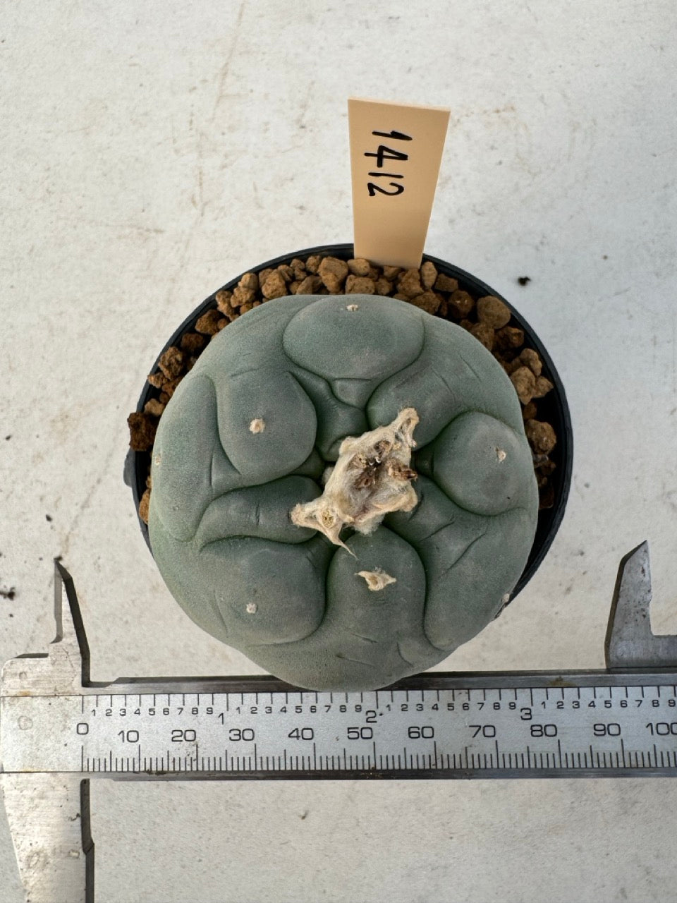 Lophophora williamsii – Peyote Cactus (6–7 cm, Own Root)