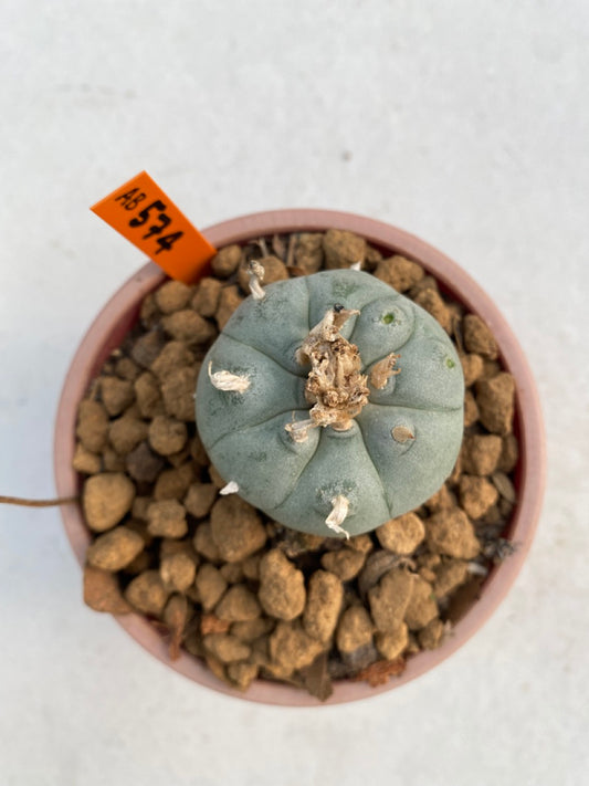 Lophophora williamsii size 5-6 cm ownroot #lophophorawilliamsii