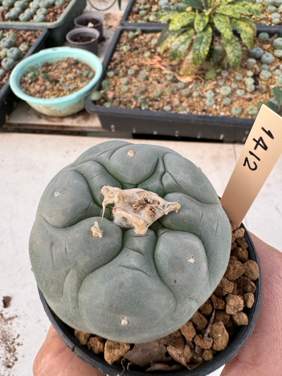 Lophophora williamsii – Peyote Cactus (6–7 cm, Own Root)