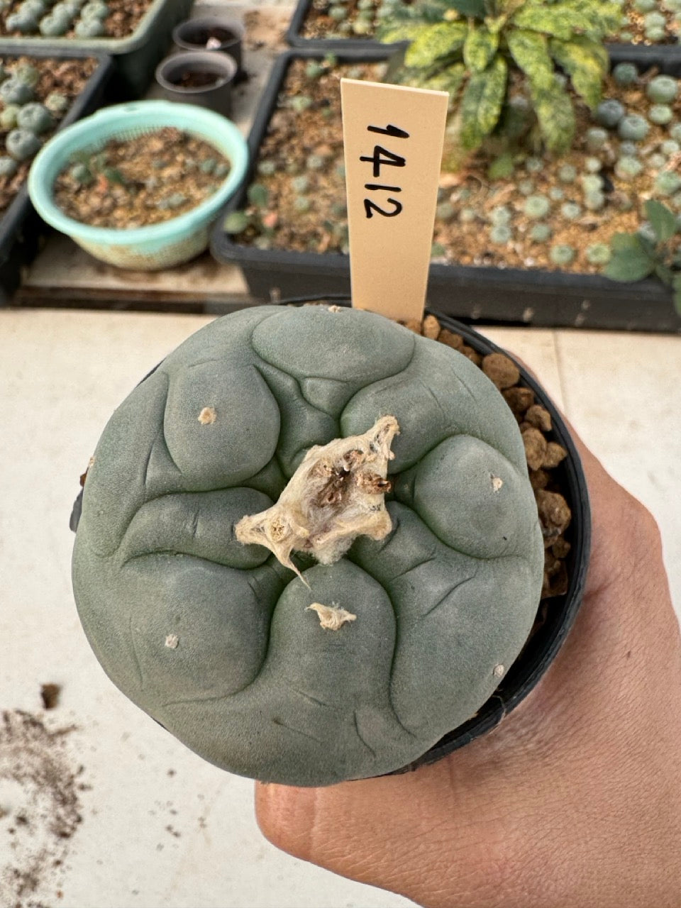 Lophophora williamsii – Peyote Cactus (6–7 cm, Own Root)