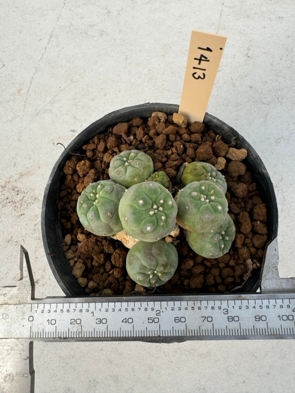 Lophophora williamsii – Peyote Cactus (6–7 cm, Own Root)